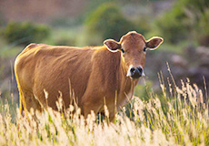 “宁可行无马，不可食无牛”——牛肉的营养价值